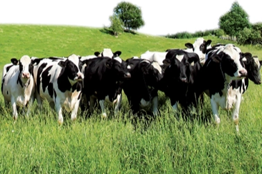 Edirne'de hayvan hareketliliğine aşı engeli