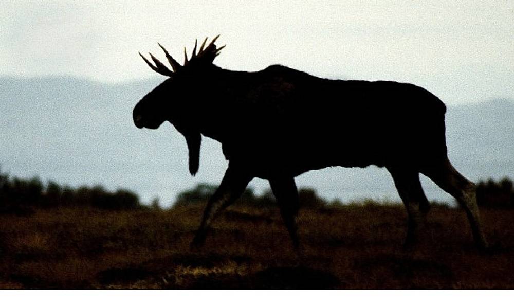 'Vahşi Kışla Yarış',   28 Aralık Pazar 20.00'de   National Geographic WILD Ekranlarında!