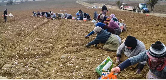 AB tescilli Taşköprü Sarımsağı'nın ekimi erken başladı