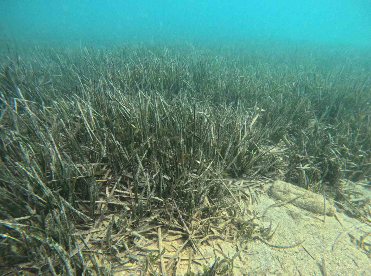 Doğu Akdeniz’de deniz çayırlarının son kalesi: Aydıncık