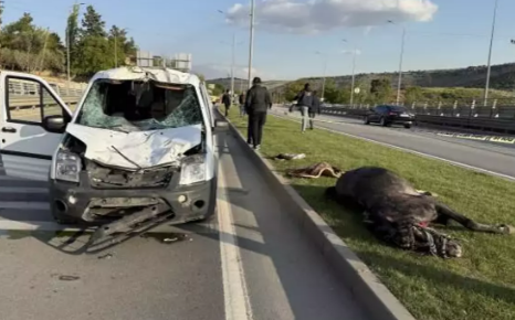 Gaziantep'te polis aracı başıboş ata çarptı: 1'i ağır, 2 polis yaralandı