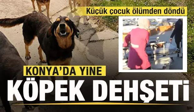 Konya'da bir köpek dehşeti daha!