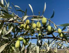 Mut ilçesinde zeytin hasadı sona erdi